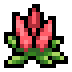 Celosia