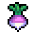 Turnip