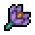 Crocus
